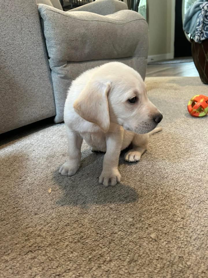 Labrador Retriever puppy