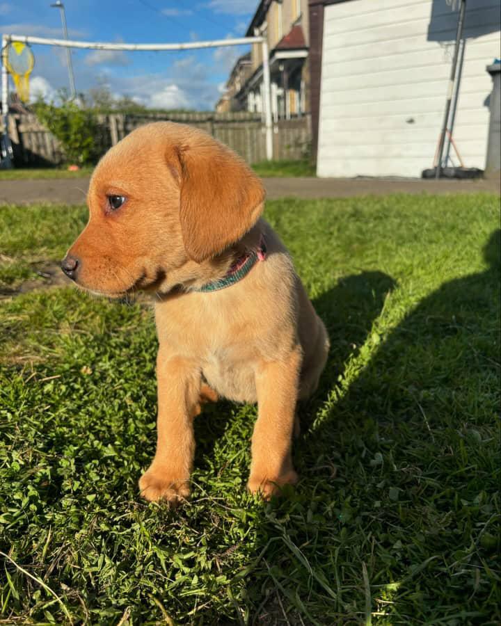 Labrador Retriever puppy playing