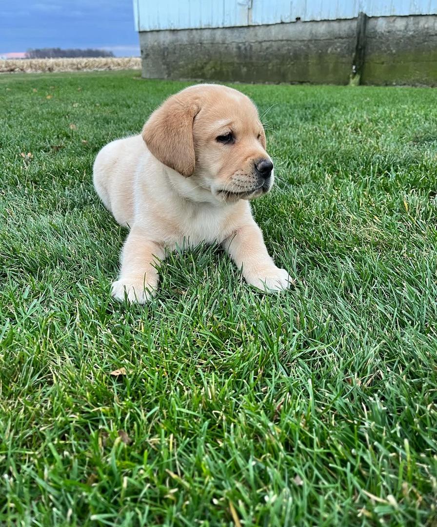 Labrador Retriever family moment