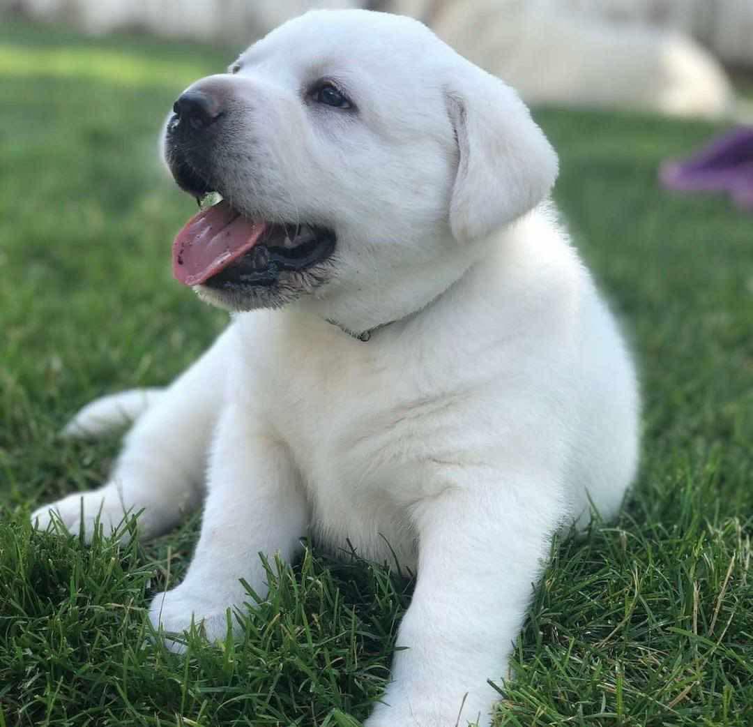 Young Labrador Retriever
