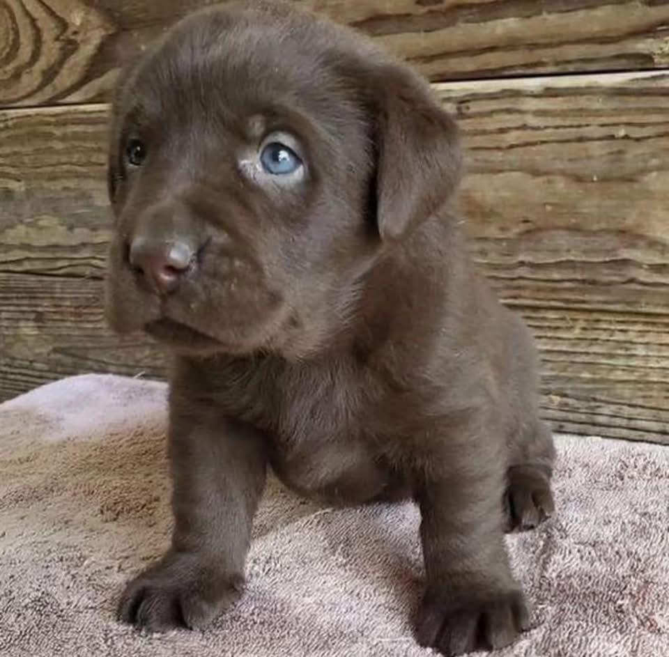 Labrador Retriever at rest