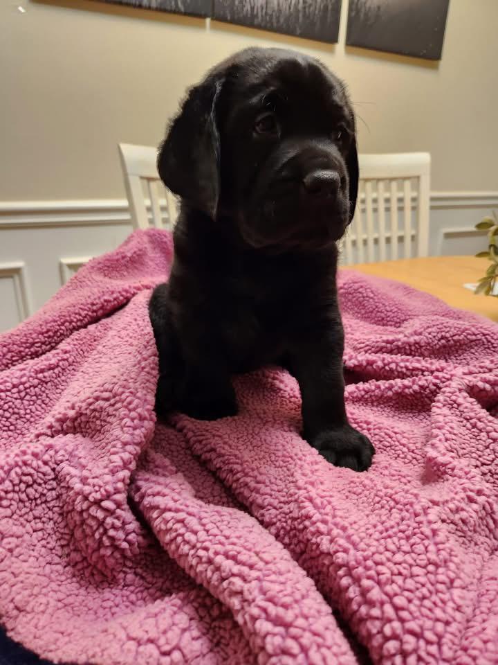Labrador Retriever puppy close-up