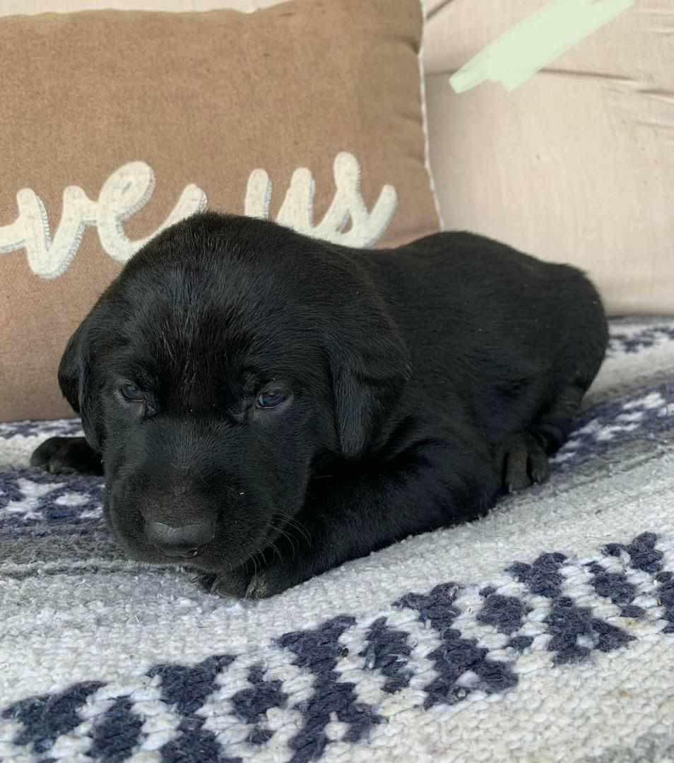 Labrador Retriever enjoying nature