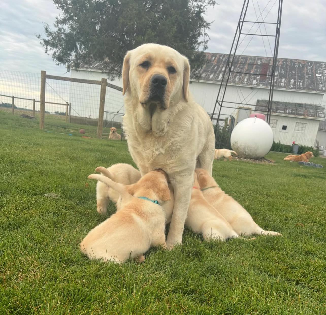 Labrador Retriever puppy group