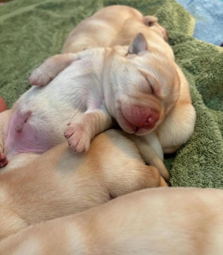 Playful Labrador Retriever